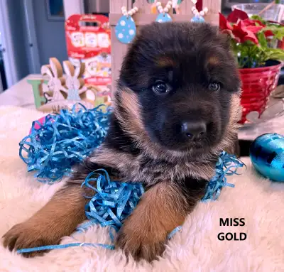 EUROPEAN LINE GERMAN SHEPHERDS -CKC- REGISTERED, View more