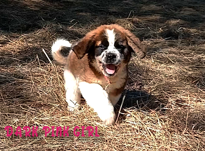 12 St. Bernard Puppies! 1 left. Ready Now!, View more
