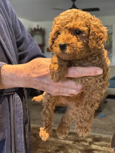 Beautiful micro Labradoodles (12-18 lbs), View more