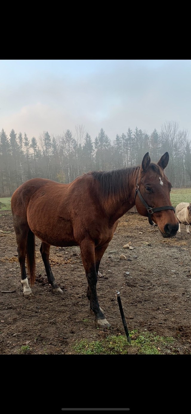 Quater Horse dans Chevaux et poneys à adopter  à Longueuil/Rive Sud