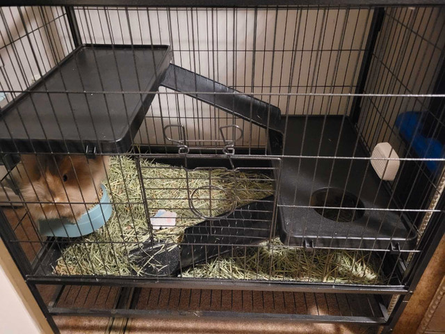 Lionhead rabbits with 2 cages and supplies in Small Animals for Rehoming in Leamington