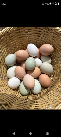 Fresh eggs