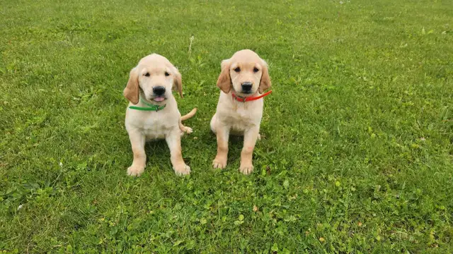 Golden Retriever Puppies in Dogs & Puppies for Rehoming in Stratford - Image 5