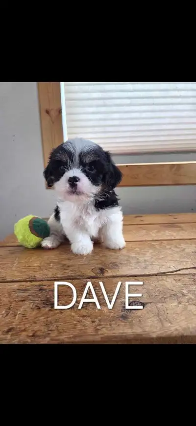 shihtzu/yorkie puppies, View more
