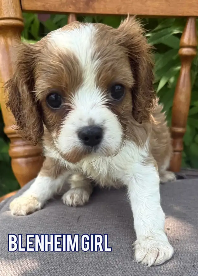 Cavalier King Charles puppy ❤️ in Dogs & Puppies for Rehoming in Ottawa - Image 7