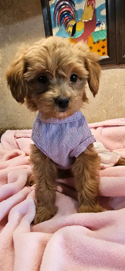 Maltipoo Puppies, View more