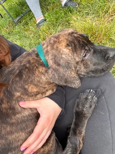 Dog needs a loving home, View more