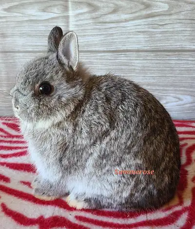 Netherland Dwarf buck 12 weeks old Mature to around 2.5 lbs Litter trained Full pedigree Proven prog...