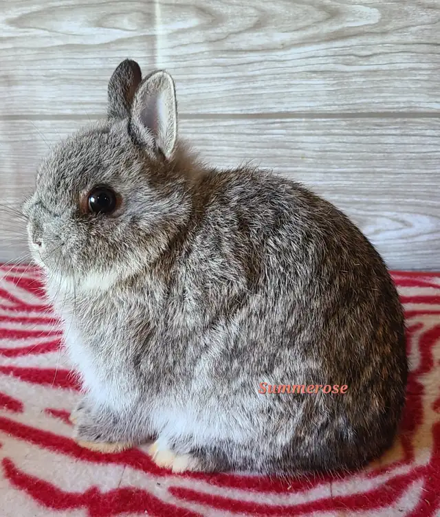 Netherland Dwarf Bunny in Small Animals for Rehoming in Kingston - Image 2