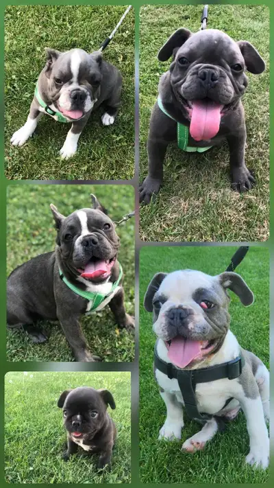❗️ FRENCH BULLDOG ❗️, View more