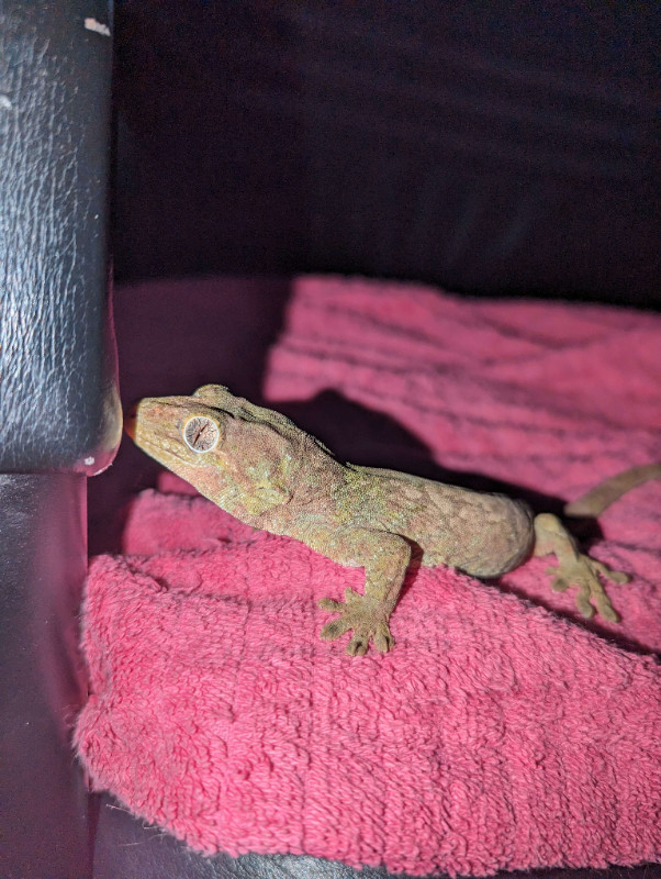 Pine Island Chahoua Gecko in Reptiles & Amphibians for Rehoming in London - Image 2
