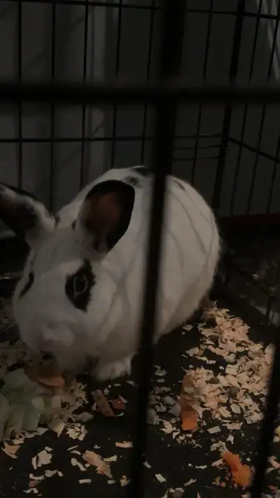 My grandmother got gifted a rabbit and is too old to take care of it. Want gone asap.
