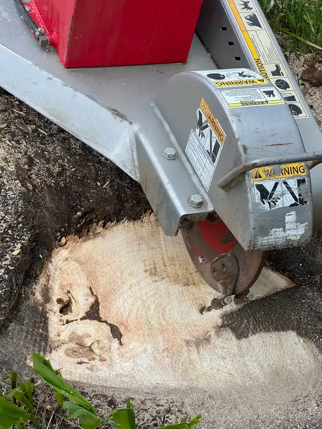 Tree Removal64667459934849124