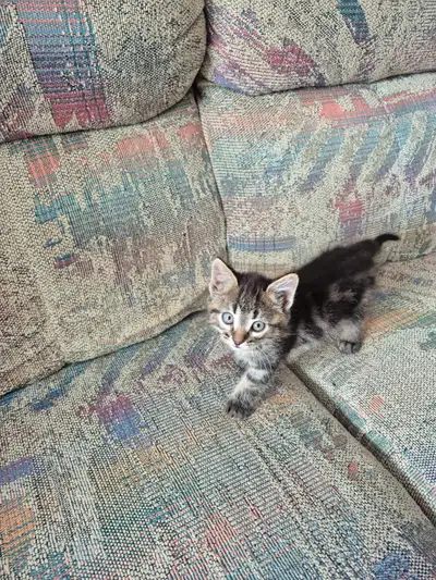 Kittens - both pending, View more