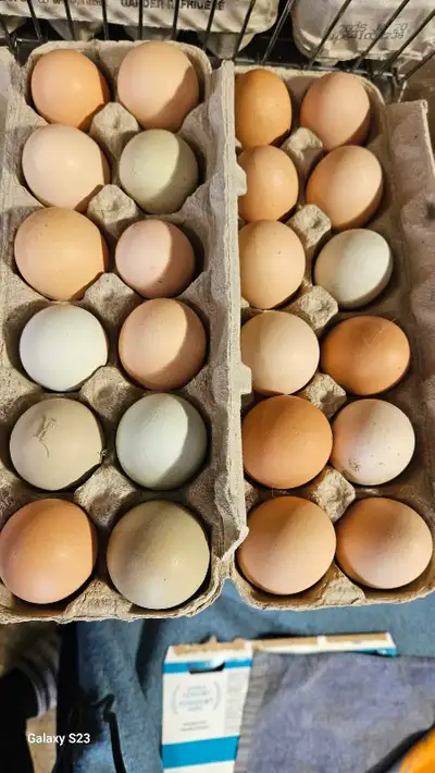 Fertilized /  Hatching chicken eggs , View more