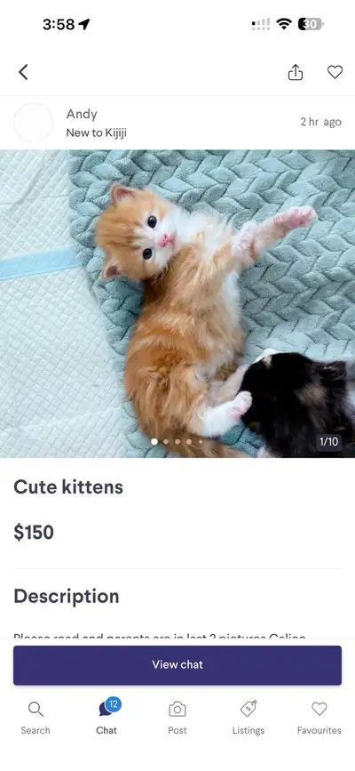 Andy Brown is a scammer for kittens, View more