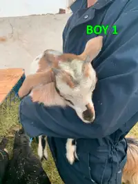 Purebred Male Fainting Goat Kids