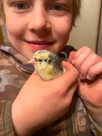 Easter eggers chicks, View more