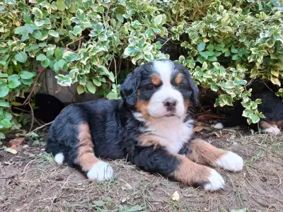Bernese Mountain puppies, View more