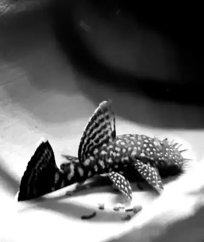 Silvertip bristlenose plecos , View more