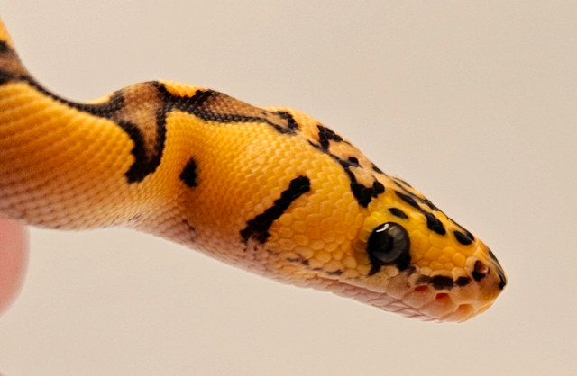 Ball python hatchling in Reptiles & Amphibians for Rehoming in Calgary - Image 3