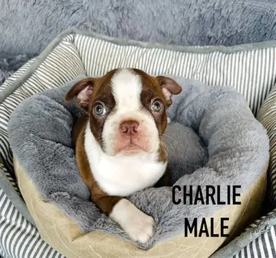 Boston Terrier Puppies, View more