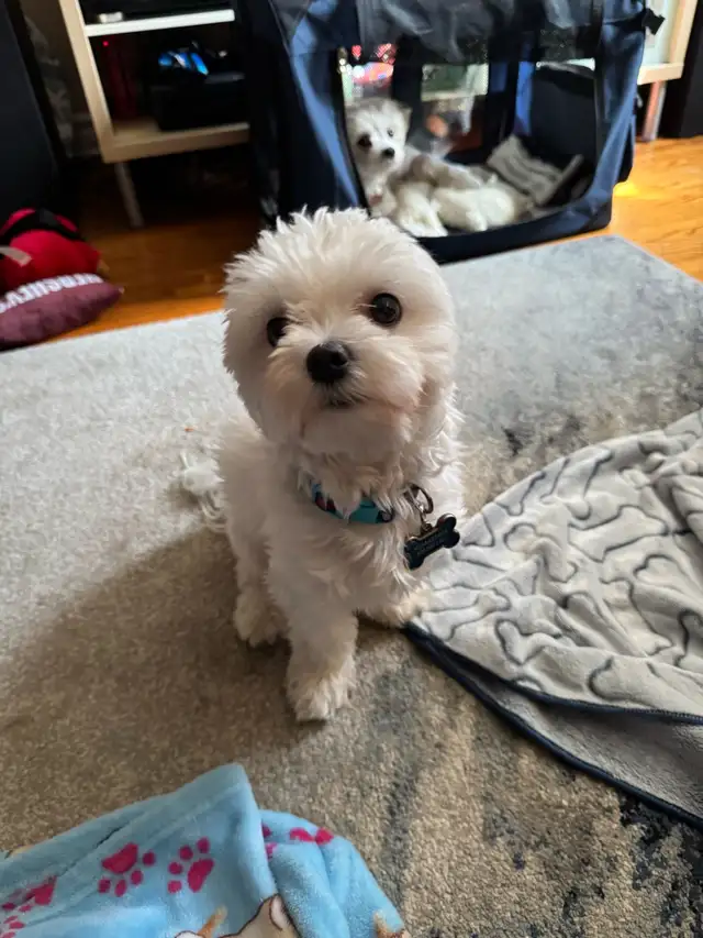 Purebred Maltese Puppies For Sale in Dogs & Puppies for Rehoming in Oshawa / Durham Region - Image 4