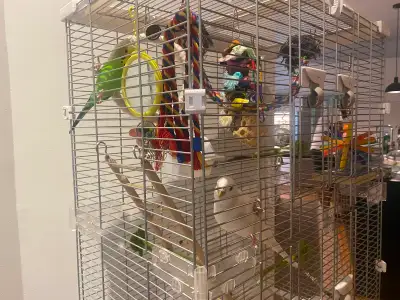 Perruches, cage et accessoires, View more