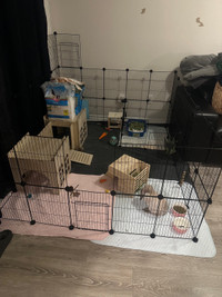 Holland lop bunny with full enclosure & accessories 