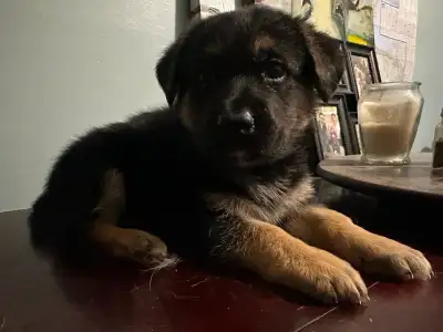 We have German Shepherd puppies ready to go to good homes. Both male and female available. First 2 p...