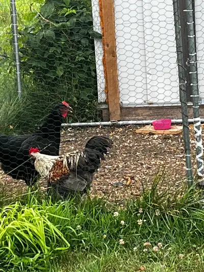 Rooster for free, View more