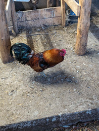 Roosters for sale 