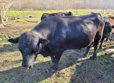 We have assorted young lowline angus bulls for sale. Located near Ethelbert Mb. Contact for more inf...