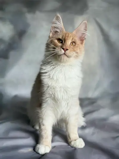 European Maine Coon Male for Breeding , View more
