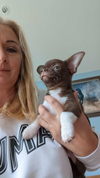 Chocolate and white chihuahua male available 