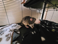 Rats no cage