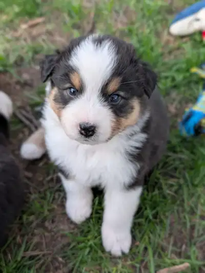 CKC Registered Australian Shepherd Puppies, View more