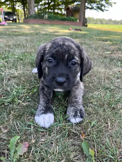 Mastiff Puppies, View more