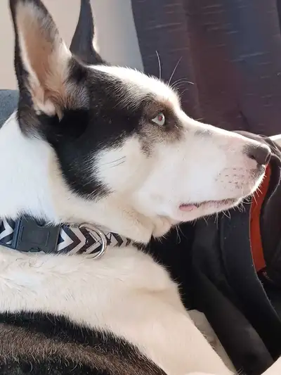 Missing GEMMA FOUND, View more