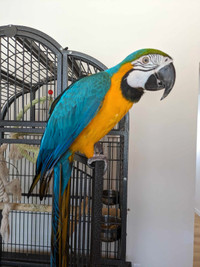 Perroquet Ara Ararauna, bleu et or femelle