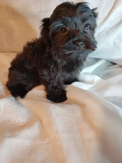 18 juillet prêt a partir Chiots morkie, 4-5lbs lorsque adultes, View more
