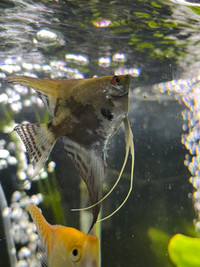 Juvenile angelfish 
