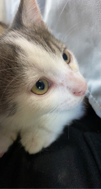Chaton Adoptez Ou Relogez Un Animal Dans Levis Petites Annonces De Kijiji