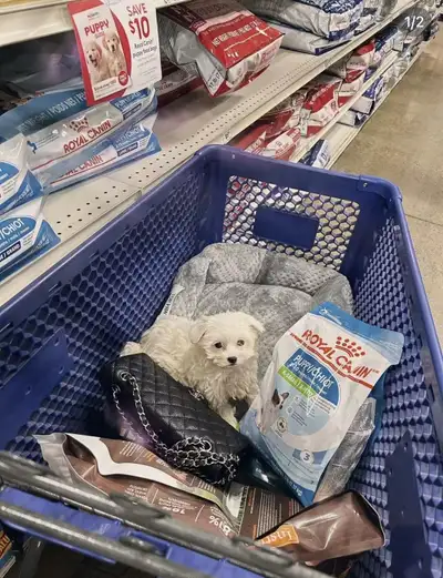 Purebred Female Maltese, View more