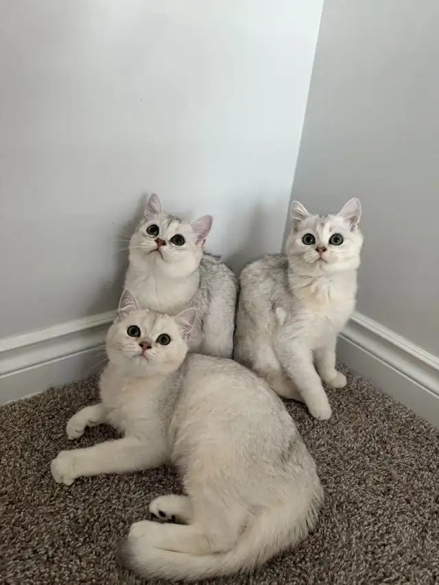 TICA British short hair Kitten-Fully Vaccined