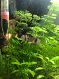 aquarium plant clippings (dwarf ambulia)
