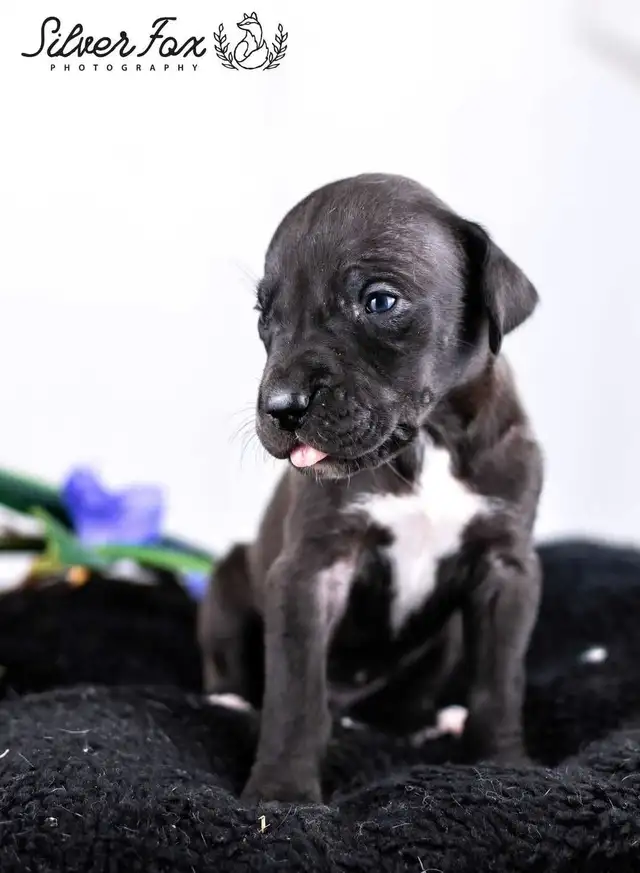Great Dane puppies in Dogs & Puppies for Rehoming in Saint John - Image 2