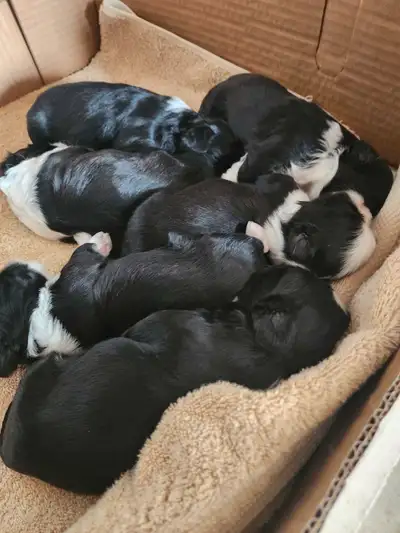 Adorable black and white shih tzu puppies for sale. 3 males and 1 female . My phone number is 780-67...
