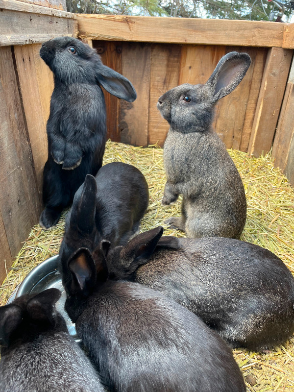 Plusieurs. lapines  noires, grises foncé dans Animaux de ferme  à Drummondville - Image 2