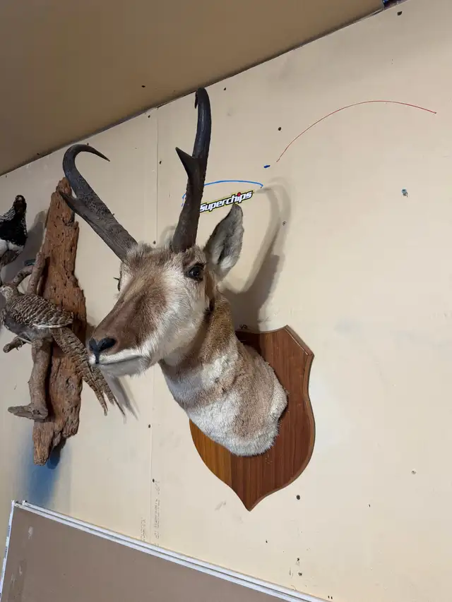 antelope mount 425225623511377922